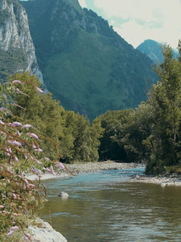 a river running through a lush green forest